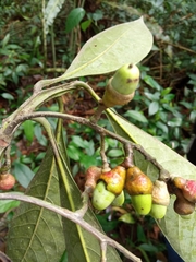 Licaria