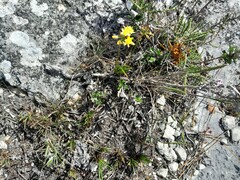 Ornithogalum dubium
