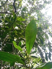 Licaria