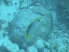 Chaetodon melannotus