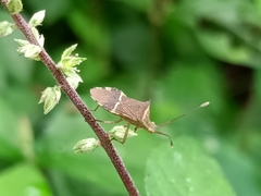 Cletomorpha simulans