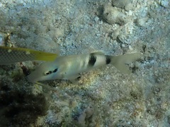 Parupeneus multifasciatus