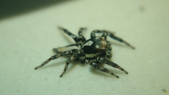 Plexippus setipes