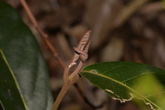 Cryptocarya obovata
