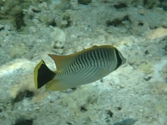 Chaetodon trifascialis