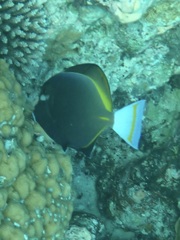 Acanthurus nigricans