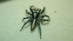 Plexippus setipes