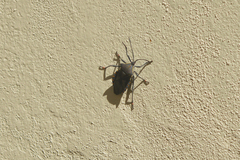 Pachylis argentinus