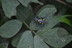 Exophthalmus nicaraguensis image