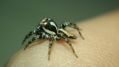 Plexippus setipes