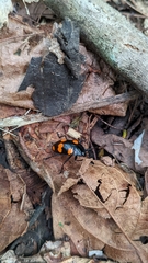 Scaphidomorphus bosci