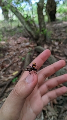 Scaphidomorphus bosci