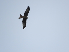 Milvus milvus milvus