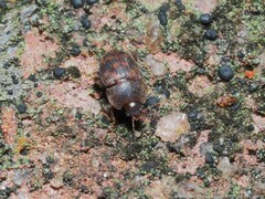 Stelidota octomaculata