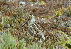 Gallinago magellanica