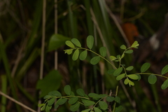 Phyllanthus gunnii