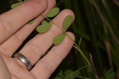 Phyllanthus gunnii