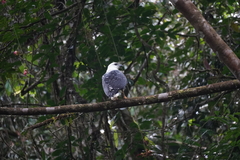 Pseudastur albicollis