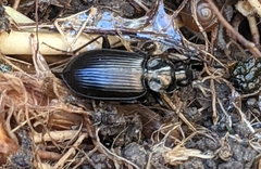 Agonum