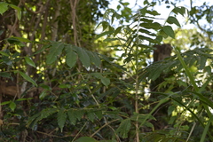 Dysoxylum rufum