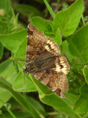 Euclidia glyphica