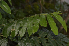 Dysoxylum rufum