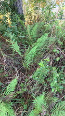 Pelazoneuron kunthii