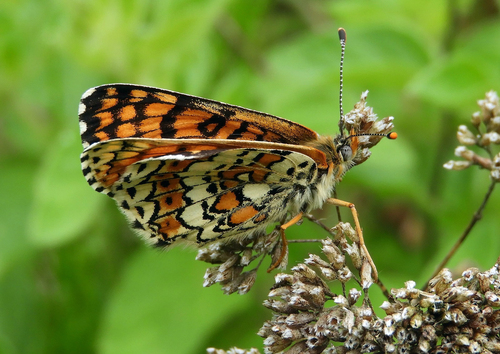 Glanville Fritillary, photo 8 of 10