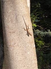 Anolis