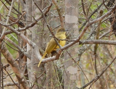 Chlorocichla flaviventris