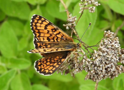 Glanville Fritillary, photo 7 of 10