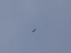 Stercorarius parasiticus