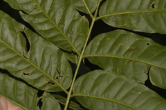 Dysoxylum rufum