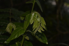 Dysoxylum rufum