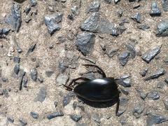 Coleoptera