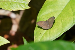 Hermeuptychia hermes