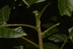 Dysoxylum rufum