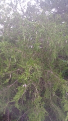 Juniperus ashei