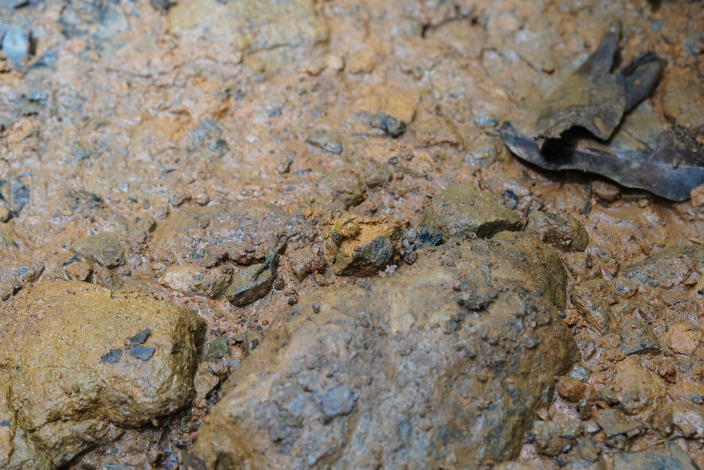 Melipona captiosa