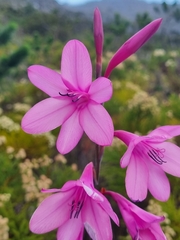 Watsonia borbonica