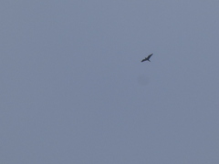 Stercorarius parasiticus