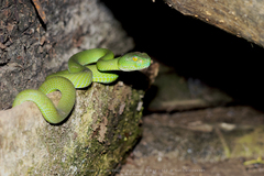Trimeresurus macrops