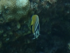 Chaetodon kleinii