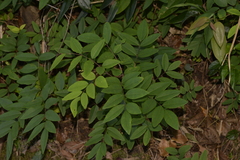 Derris involuta