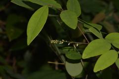 Derris involuta
