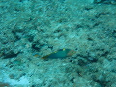 Halichoeres hortulanus