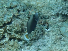Sufflamen chrysopterum