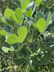 Cussonia thyrsiflora
