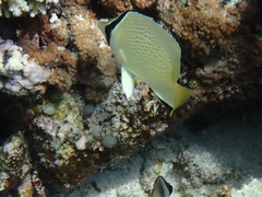 Chaetodon citrinellus