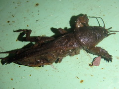Gryllotalpa orientalis
